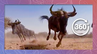 Wild African Animal Stampede  Wildlife in 360 VR [upl. by Ritch]