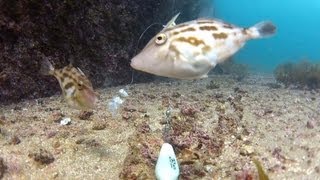 釣り餌のアサリを突っつくウマヅラハギ【水中映像】 [upl. by Iruam]