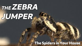 The Spiders in Your House  The Zebra Jumper [upl. by Vaish]