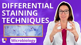 Differential Staining Techniques  Microbiology for PreMed Nursing amp Health Care ​⁠ leveluprn [upl. by Auqenahs]