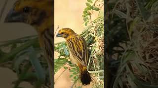 Ploceus philippinus weaver sparrows weave birds nests with exquisite weaving skills 黄胸织雀编织鸟窝，编艺精湛 [upl. by Silado]