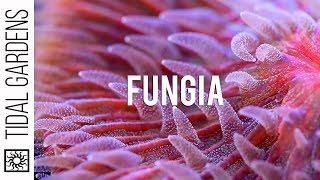 Rare Red and Blue Fungia Plate Coral [upl. by Duomham859]