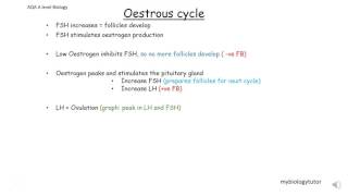 Oestrous Cycle AQA A level biology [upl. by Deeanne]