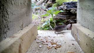 Common Shrew On The Move [upl. by Aeli707]