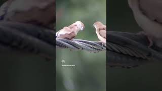 Indian Silverbill white throated munia indiansilverbill birdsphotography [upl. by Pip301]