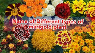 name of different types of marigold flowers various mTypes of Marigolds to Brighten Up Your Garden [upl. by Seagraves]