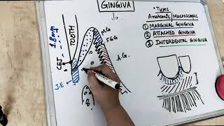 gingiva anatomy  part 1 Carranza [upl. by Yliab]