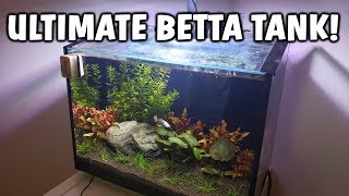 ULTIMATE Betta Fish Aquarium  Betta Fish Tank Care And Info [upl. by Ymorej]