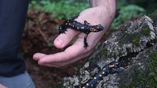 🐸 Salamandra común Salamandra salamandra  Dos ejemplares de S s morenica  🦎 [upl. by Anamor]