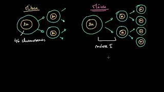 Comparaison entre mitose et méiose [upl. by Nahsar]