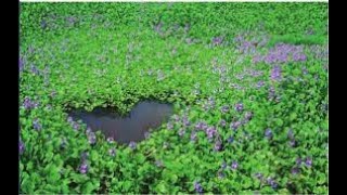 Fitorremediación con Eichhornia crassipes en aguas residuales del cantón Jipijapa Ecuador [upl. by Malloch]