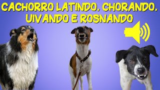 Som de Cachorro Latindo Chorando Uivando e Rosnando Barulho de Cachorro [upl. by Aennyl]