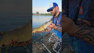 szczupak‼️‼️‼️ shorts shortvideo pike fishing [upl. by Hayalat]