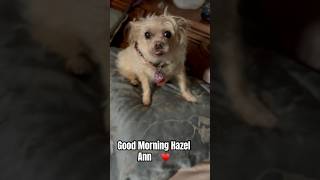 Wake Up with Hazel Ann♥️🐾 dogsofyoutube funny furkids cute furmama doggie adorabledog dogs [upl. by Ahsiya899]