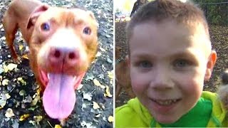 Pitbull Saves Toddlers Life [upl. by Yolande493]