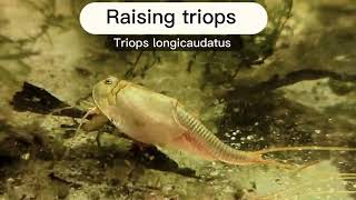 How to raise triops Day 0 and beyond additional tips in description [upl. by Llerud227]