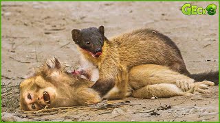 30 Brutal Moments Yellow Marten Fight Monkey amp Eat Almost Everything  Animal Fight [upl. by Adda]