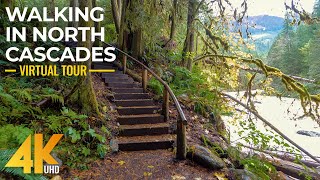 Walking the Autumn Forest Trails of North Cascades  4K Virtual Hike with Relaxing Forest Sounds [upl. by Orian]