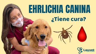 EHRLICHIA CANINA  Síntomas Prevención y Tratamiento Lauvet [upl. by Ladnek]