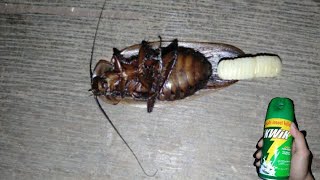 Cockroach laying egg before dying [upl. by Kumler886]