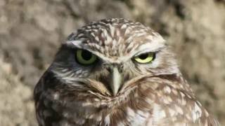 Burrowing Owl Conservation is SUPER SERIOUS [upl. by Sheets342]