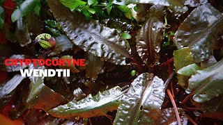 Cryptocoryne Wendtii [upl. by Angle]