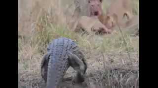 American Crocodile Eats Pig Head at ACES [upl. by Laurella]