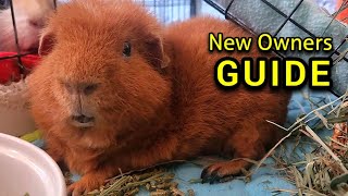 Guinea Pig Care Guide  MUST WATCH [upl. by Longwood]