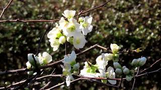 ボケ木瓜flowering quinceChaenomeles speciosaばら科 [upl. by Ribaudo]