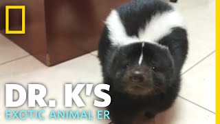 A Pet Skunk Gets a Checkup  Dr Ks Exotic Animal ER [upl. by Pond561]