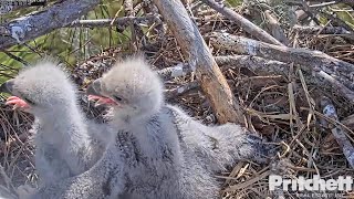 SWFL Eagles  E19 HUGS E20💗 2 weeks old chicks 20220110 [upl. by Nirre]