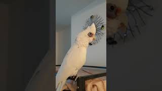 Eddie the corella cockatoo says HELLO Meet my rescue parrot the bare eyed cockatoo [upl. by Hermina]