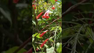 Fountainbush  Firecracker Plant  Coral Plant  Coral Fountain Russelia Equisetiformis [upl. by Llednol]