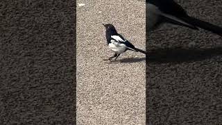 Juvenile Magpie Bounce  Thornes Park birds avian nature [upl. by Manbahs791]