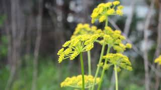 Plant Families 7b Apiaceae lab [upl. by Alexandria677]