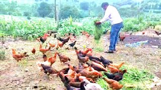 200 Free Range Desi Poultry by Sunil [upl. by Ahsenrad]