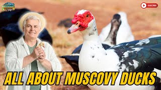 The World Of Muscovy Ducks [upl. by Adnesor]