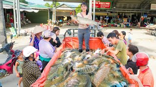 Use 3wheeled Vehicle Harvesting Lots Of Big Fish Goes To Countryside Market Sell  Free Bushcraft [upl. by Joao]