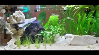 Allestimento acquario dolce tropicale 60 litri semplice e veloce [upl. by Waring]