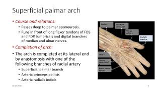 SUPERFICIAL PALMAR ARCH [upl. by Aoht]