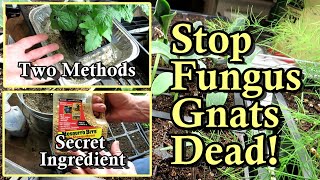 Kill Fungus Gnats in Your Seed Starts Transplants Greenhouse and House Plants All the Steps [upl. by Notnats]