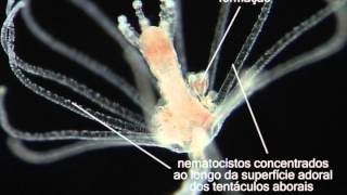 Ectopleura obypa  Cnidaria Hydrozoa [upl. by Nueoht679]