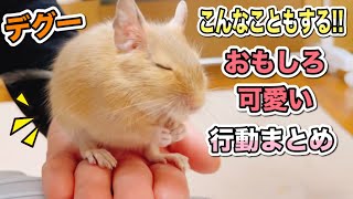 【癒し】デグーってこんな事もする！面白可愛い行動まとめ【 Cute degu 】 [upl. by Obaza664]