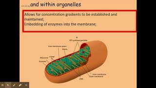 PLASMA MEMBRANE structure and function Phospholipid bilayer for Alevel Biology Fluidmosaic model [upl. by Klingel671]