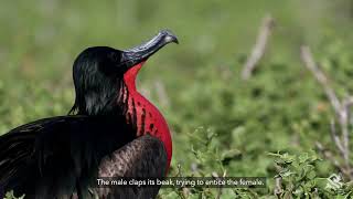 Behind the Lens In the Galapagos the Frigate Bird [upl. by Juxon]