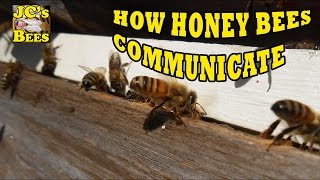 How Honey Bees Communicate Part 1 Pheromones [upl. by Aikar]