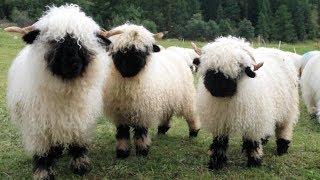 Valais Blacknose Sheep  World’s Cutest Sheep [upl. by Eeniffar]