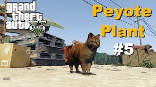 GTA V  Peyote Plant 5 Cat [upl. by Nunciata]