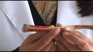 Clavicle Bone Anatomy with muscle attachment [upl. by Neyuh]