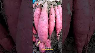 Growing Sweet Potato in Bag😱 [upl. by Natsirc]